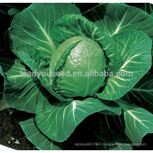 C40 ZG no.11 early maturity f1 hybrid 50 days round cabbage seeds